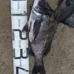 9/12釣果 秋のハイシーズン突入ですね