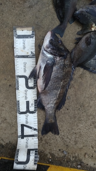 9/12釣果 秋のハイシーズン突入ですね