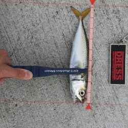 やっぱりサバしか釣れない