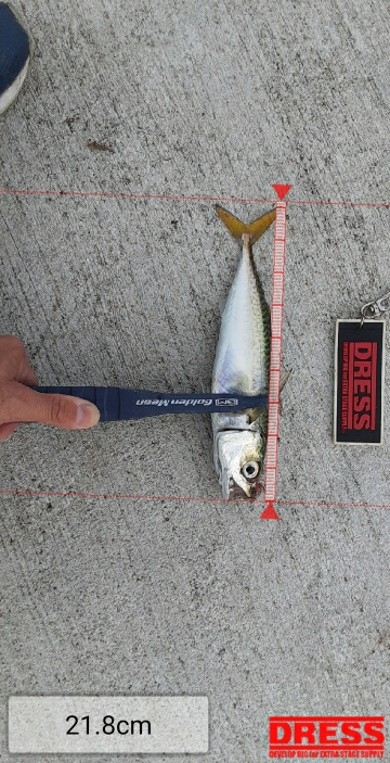 やっぱりサバしか釣れない