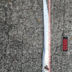 ついに今期初タチウオ