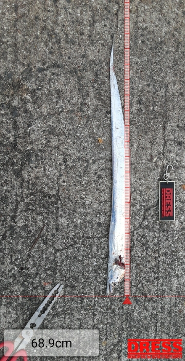 ついに今期初タチウオ