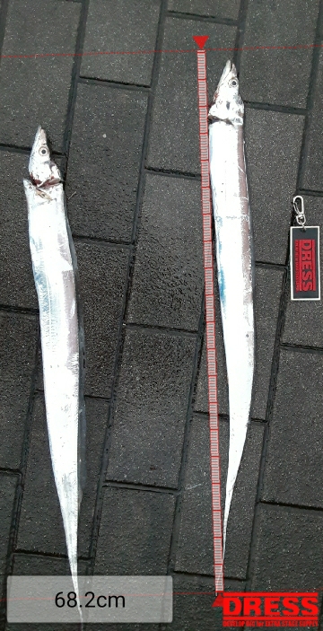 タチウオ複数安打