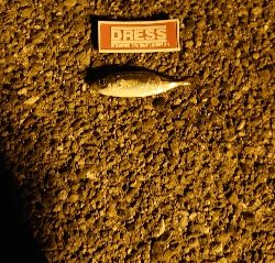 久しぶりのアジ