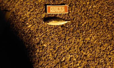 久しぶりのアジ