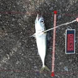 大鯖狙うも中鯖