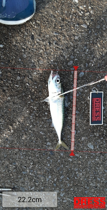 大鯖狙うも中鯖