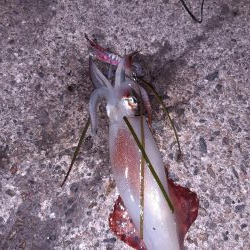 今年初エギング