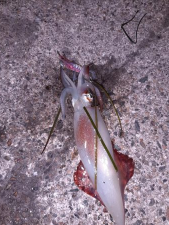 今年初エギング