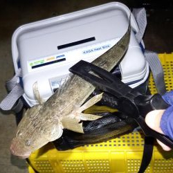 ONOKOROはサバ地獄