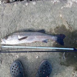 シーバス　釣れてます