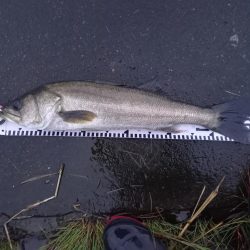 大潮の朝マヅメは楽しい