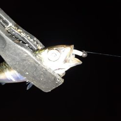 ライトゲーム45