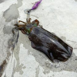 アオリイカ大爆釣