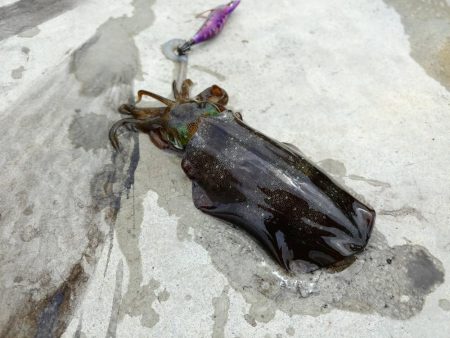アオリイカ大爆釣