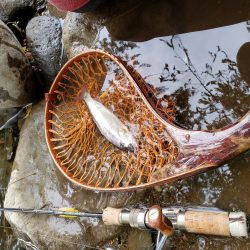 久々にデカイの出たが、、、