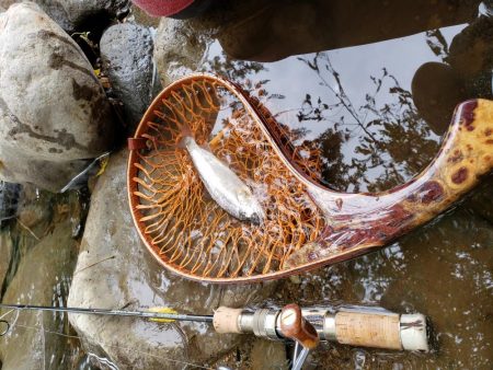 久々にデカイの出たが、、、