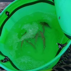 とっとパークコアジ釣り