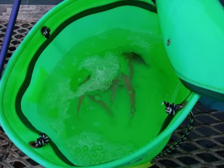 とっとパークコアジ釣り