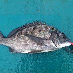 数釣りは出来たけどサイズがイマイチ