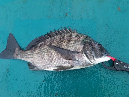 数釣りは出来たけどサイズがイマイチ
