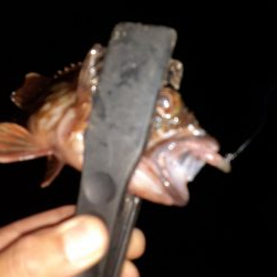 ライトゲーム47