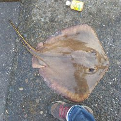 シーバス狙いが