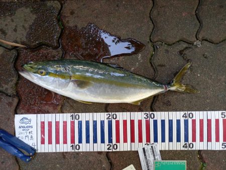 ショアジギング青物