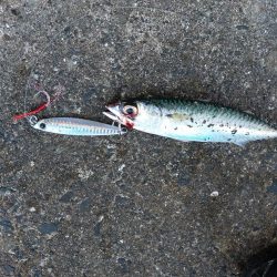 プチsalt water game