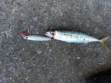 プチsalt water game