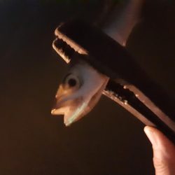 ライトゲーム48