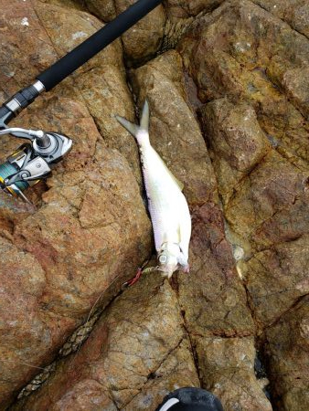 今日はヒラ祭り