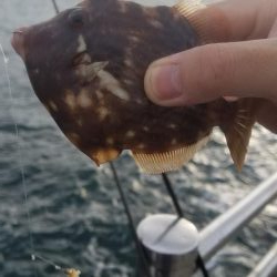 爆風でも楽しめた