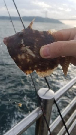 爆風でも楽しめた