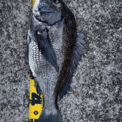 ノマセで年無しチヌ