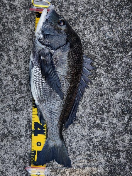 ノマセで年無しチヌ