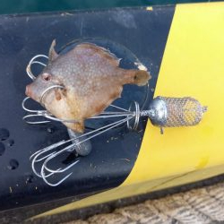 カワハギ釣り初挑戦