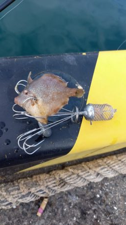 カワハギ釣り初挑戦