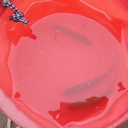 銀色の魚体がGood