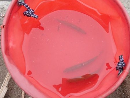 銀色の魚体がGood