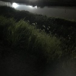 ゴッゴゴン!!とススギが釣れました