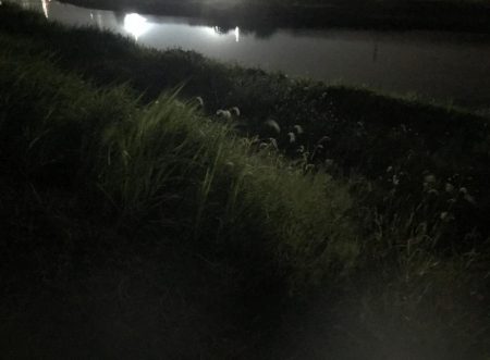 ゴッゴゴン!!とススギが釣れました