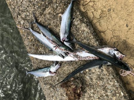 サゴシがたくさん