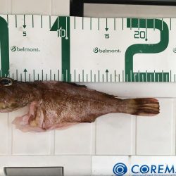 ガシラでボウズ脱出