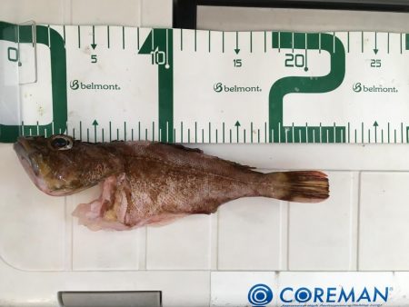 ガシラでボウズ脱出