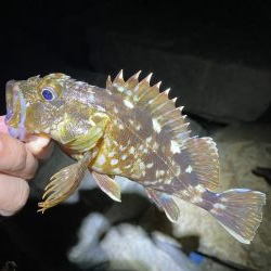 太刀魚撃沈　根魚爆釣