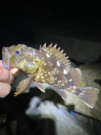 太刀魚撃沈　根魚爆釣