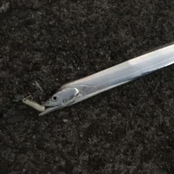 ガッシー狙ってたらタッチー!