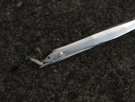 ガッシー狙ってたらタッチー!