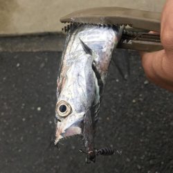 朝マズメの太刀魚釣り